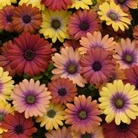 Akila<sup>®</sup> Hawaii Sunset Mixture Osteospermum
