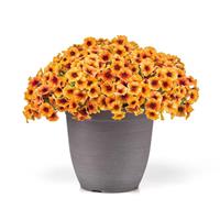 Caliburst™ Nectarine Petchoa