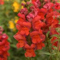Potomac™ Bright Orange Snapdragon