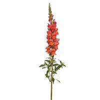 Potomac™ Bright Orange Snapdragon
