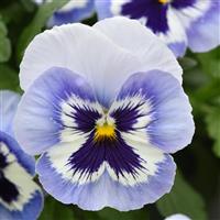 Top Wave™ Marina Spreading Pansy