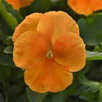Top Wave™ Orange Spreading Pansy