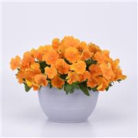 Top Wave™ Orange Spreading Pansy