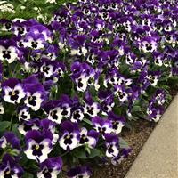 Top Wave™ Purple White Spreading Pansy