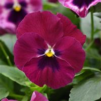 Top Wave™ Rose Blotch Spreading Pansy