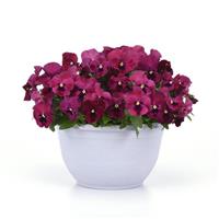 Top Wave™ Rose Blotch Spreading Pansy