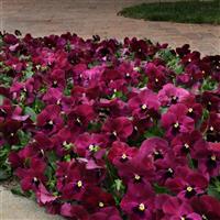 Top Wave™ Rose Blotch Spreading Pansy