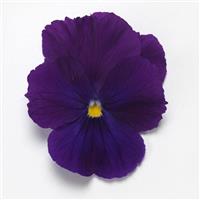 Top Wave™ Violet Spreading Pansy
