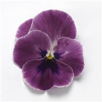 Top Wave™ Pink Shades Spreading Pansy