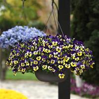 Top Wave™ Purple Sunburst Spreading Pansy