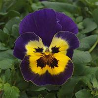 Top Wave™ Purple Sunburst Spreading Pansy