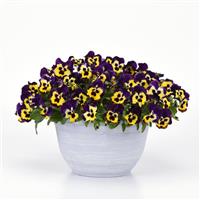 Top Wave™ Purple Sunburst Spreading Pansy
