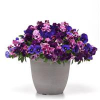 Top Wave™ Elevation Mixture Spreading Pansy