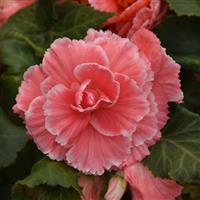 Marquee™ Picotee Lace Pink Tuberous Begonia
