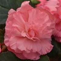 Marquee™ Ruffled Pink Tuberous Begonia