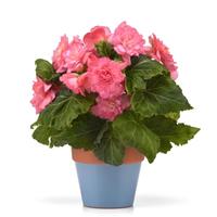Marquee™ Ruffled Pink Tuberous Begonia
