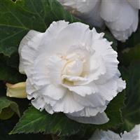 Marquee™ Ruffled White Tuberous Begonia