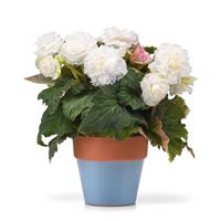 Marquee™ Ruffled White Tuberous Begonia