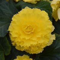 Marquee™ Ruffled Yellow Tuberous Begonia