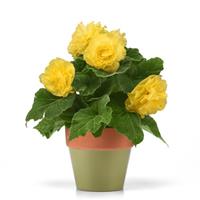 Marquee™ Ruffled Yellow Tuberous Begonia