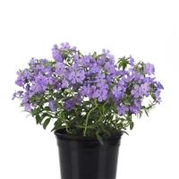 Phlox Candy Cloud™ Blue