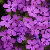 Phlox Candy Cloud™ Pink
