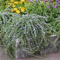 Rosmarinus Blue Cascade