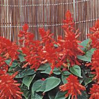 Scarlet King Salvia