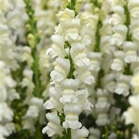Monaco Ivory White Snapdragon
