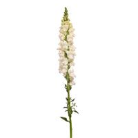 Monaco Ivory White Snapdragon