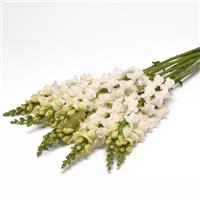Monaco Ivory White Snapdragon