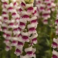 Monaco Plumblossom Snapdragon