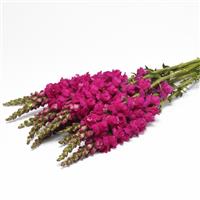 Monaco Purple Snapdragon