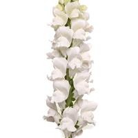 Monaco White Improved Snapdragon