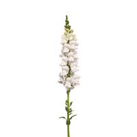 Monaco White Improved Snapdragon