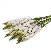 Monaco White Improved Snapdragon