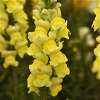 Monaco Yellow Improved Snapdragon