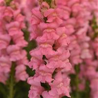 Monaco Dark Pink Snapdragon