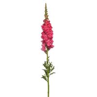 Monaco Dark Pink Snapdragon