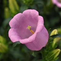 Campana Pink Improved Campanula
