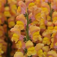 Early Potomac™ Orange Snapdragon