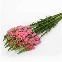 Early Potomac™ Pink Snapdragon