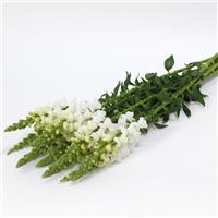 Early Potomac™ White Snapdragon