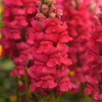 Early Potomac™ Rose Improved Snapdragon