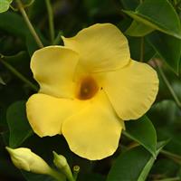 Tropica™ Grande Citrine Dipladenia