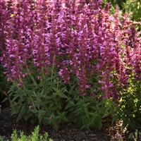 Agastache mexicana Summerlong™ Magenta