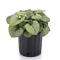 Brunnera macrophylla Frostbite