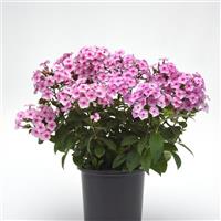 Phlox paniculata Ka-Pow<sup>®</sup> Soft Pink