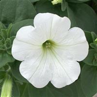 Headliner™ White Petunia
