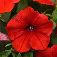 Headliner™ Red 26 Petunia